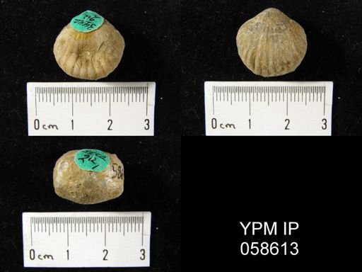 Uncinulus sp.