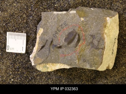 undet. Scaphitidae