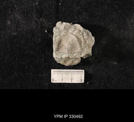 Strophomena sp.