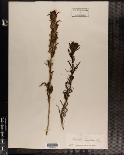 Plantae