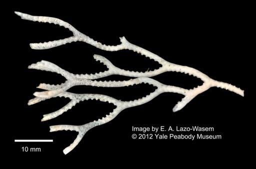 Bryozoa