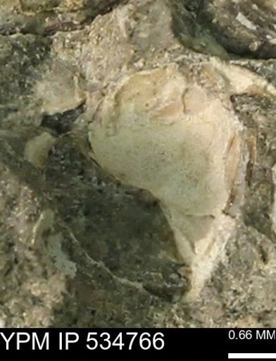 Protocardia subquadrata