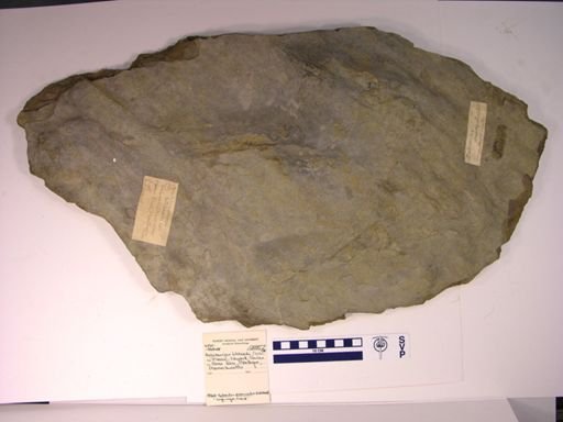 Anchisauripus hitchcocki