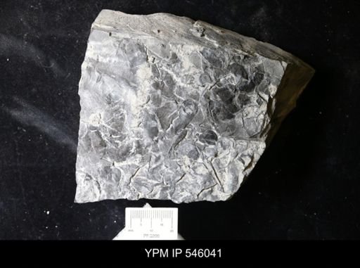 undet. Eurypterida