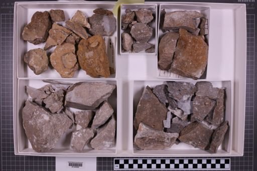 mixed taxa, stratigraphic collection
