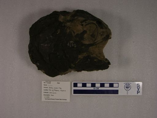 Teleostei