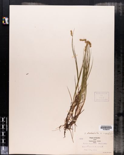 Carex angustior