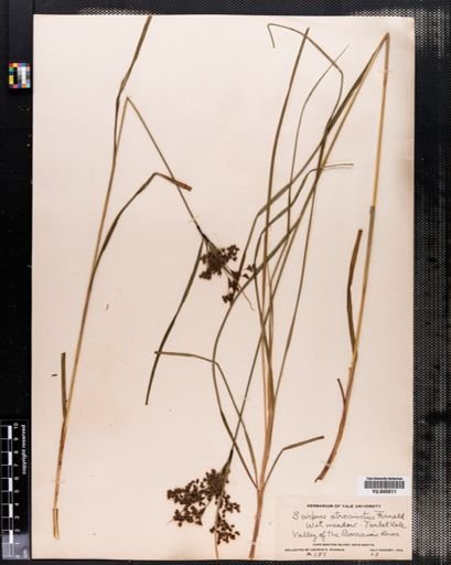 Scirpus atrocinctus