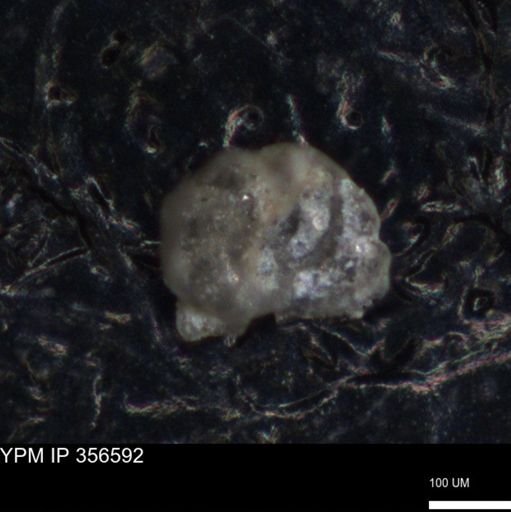 undet. Foraminiferida
