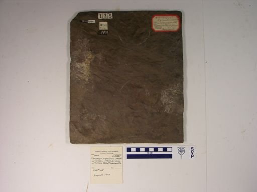 Anomoepus gracillimus?