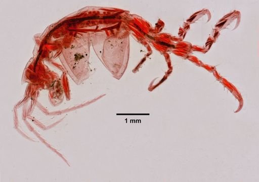 Caprella penantis