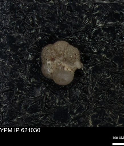undet. Rugoglobigerinidae