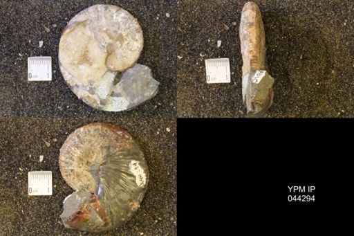 Hoploscaphites comprimus
