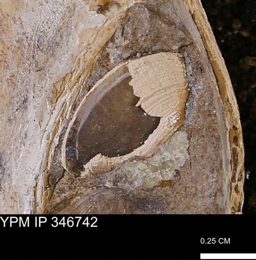 undet. Bivalvia