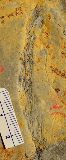 Asterophyllites sp.