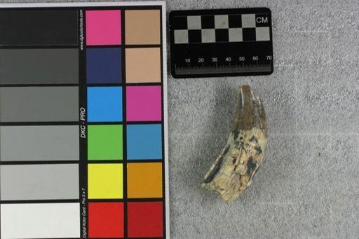 Archaeotherium scotti