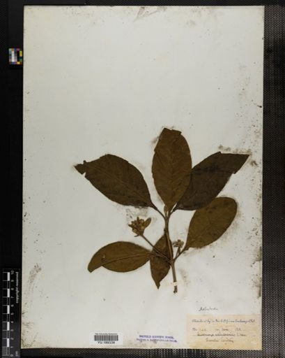 Plantae