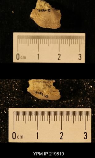 Chonetes granulifer
