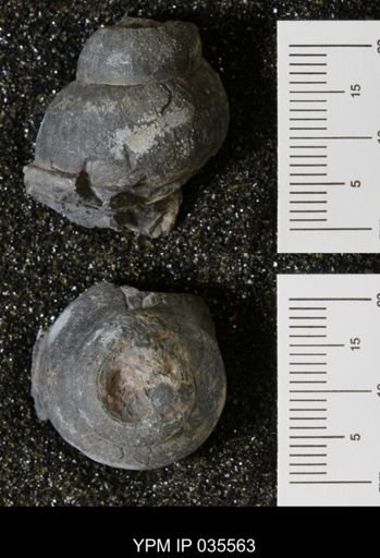 Campeloma harlowtonensis