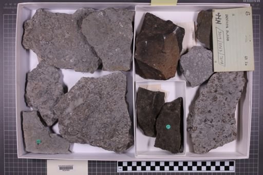 mixed taxa, stratigraphic collection