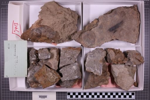 mixed taxa, stratigraphic collection