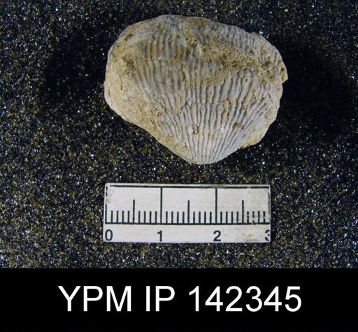 Productus asperulus