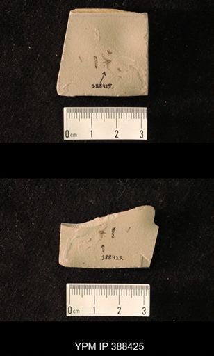 undet. Nymphalidae