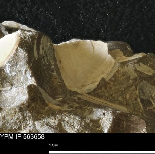 Limopsis striatopunctatus