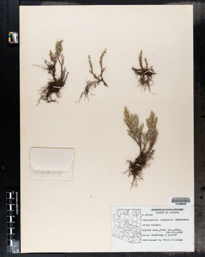 Selaginella