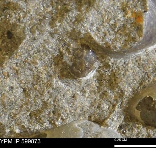 Protocardia subquadrata
