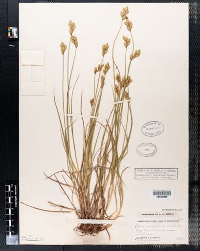 Carex scoparia