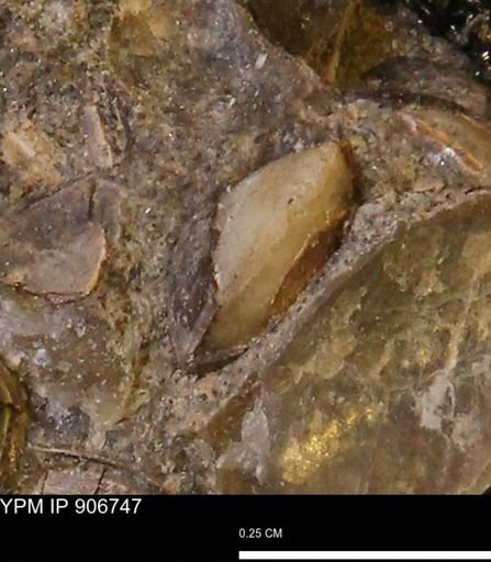 undet. Bivalvia