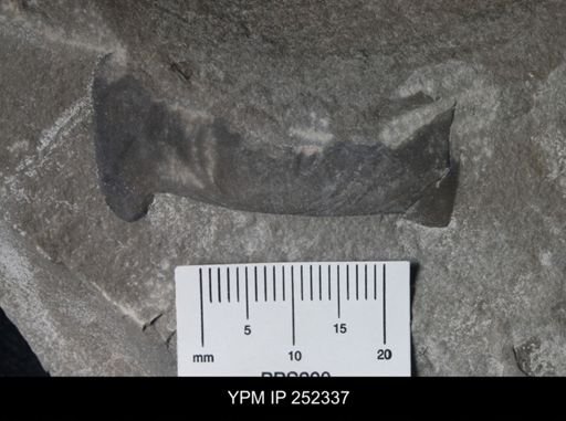 undet. Eurypterida