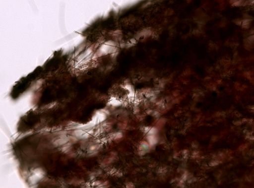 Suberites sp.
