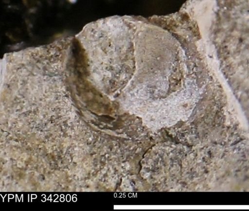 undet. Bivalvia
