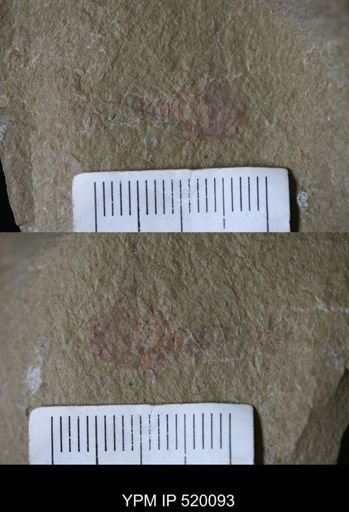 Chelicerata