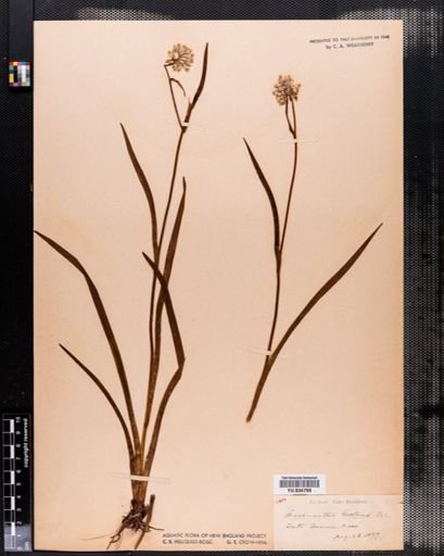 Plantae