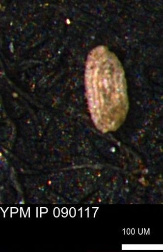 Spirolocammina planula