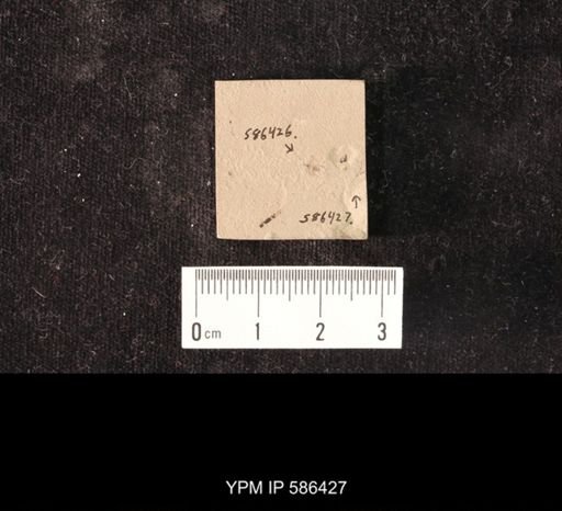 undet. Hymenoptera