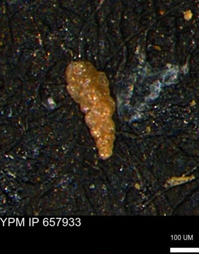 Verneuilinoides kansasensis