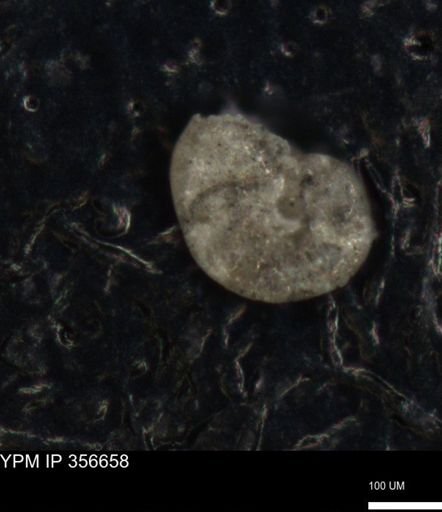 undet. Foraminiferida
