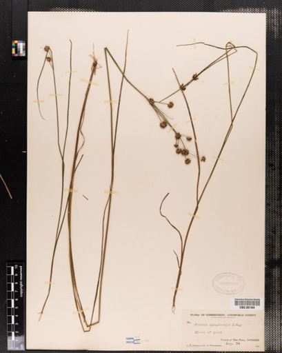Juncus canadensis