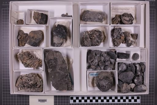 mixed taxa, stratigraphic collection