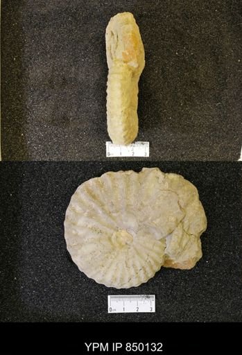 undet. Ammonoidea