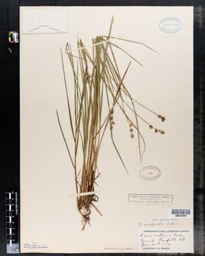 Carex interior