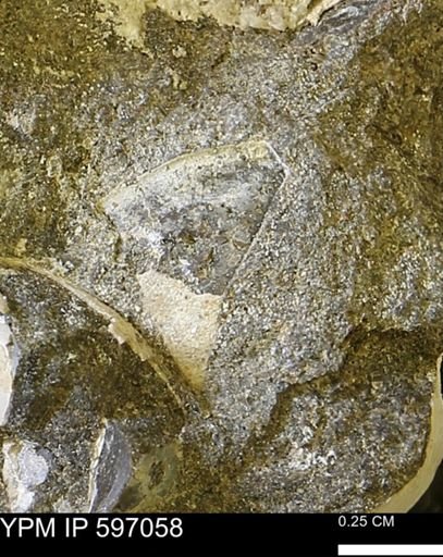 undet. Bivalvia