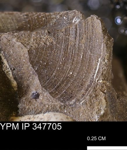 Limopsis striatopunctatus