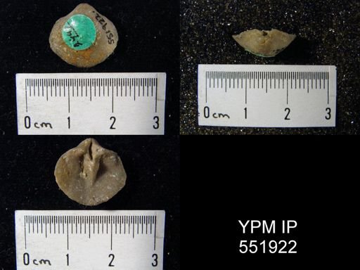 Gypidula sp.