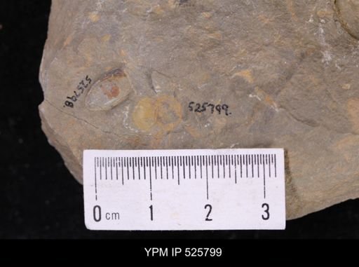 undet. Cornuta