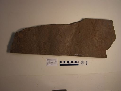 Batrachopus sp.